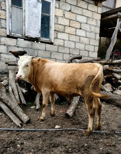 Dana — Heyvanlar, Quşlar, Balıqlar, Qusar