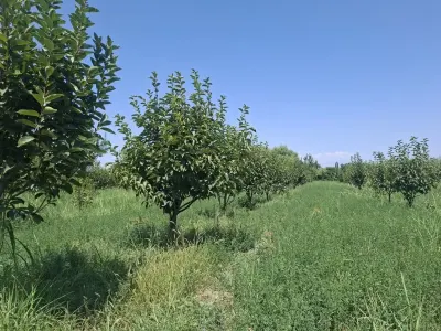 MEYVƏ BAĞI — Kənd Təsərrüfatı Əmlakı, Göyçay