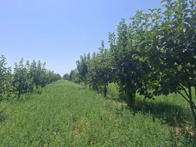 MEYVƏ BAĞI — Kənd Təsərrüfatı Əmlakı, Göyçay — şəkil 3
