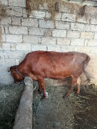 DANALAR — Heyvanlar, Quşlar, Balıqlar, Xudat