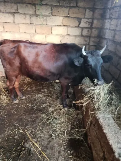 Danalar — Heyvanlar, Quşlar, Balıqlar, Xudat — şəkil 2