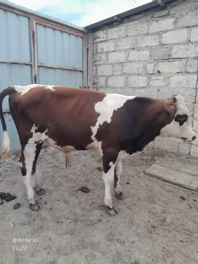 Cöngə — Heyvanlar, Quşlar, Balıqlar, Xaçmaz