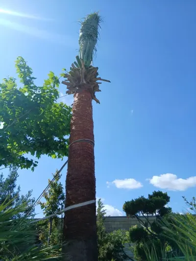 Palma ağacı — Dənlilər, Otlar Yemlər,  Bitkilər, Bakı
