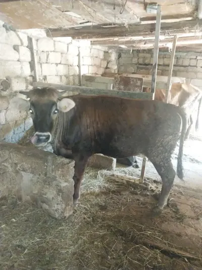 DÜYƏ — Heyvanlar, Quşlar, Balıqlar, Bakı