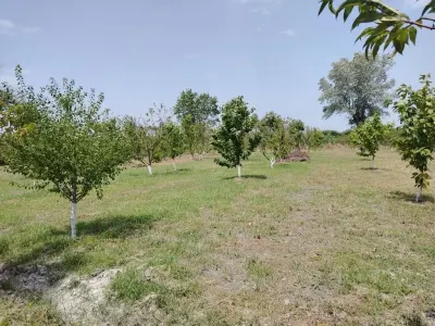 MEYVƏ BAĞI — Kənd Təsərrüfatı Əmlakı, Xaçmaz — şəkil 3