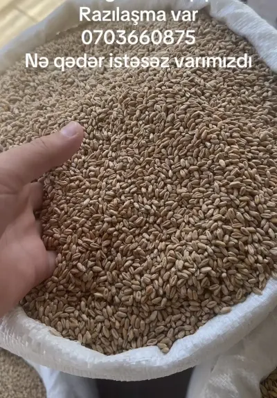 BUĞDA — Dənlilər, Otlar Yemlər,  Bitkilər, Masallı