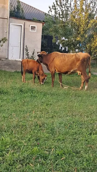 BALALI İNƏK — Heyvanlar, Quşlar, Balıqlar, Quba
