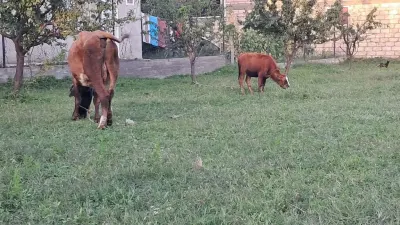 Balalı inək — Heyvanlar, Quşlar, Balıqlar, Quba — şəkil 3