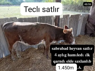 İnək — Heyvanlar, Quşlar, Balıqlar, Sabirabad