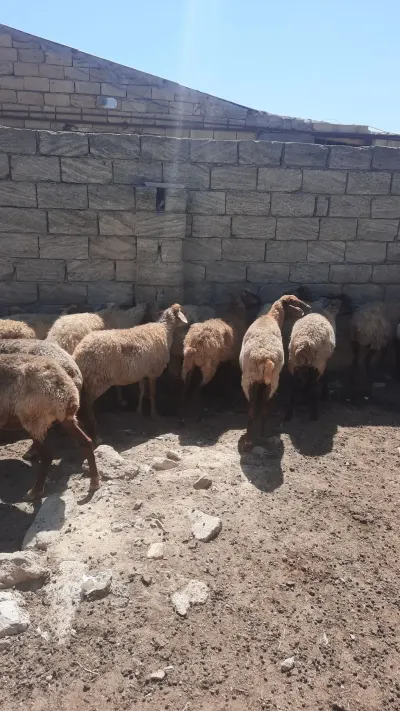 QOYUNLAR — Heyvanlar, Quşlar, Balıqlar, Bakı — şəkil 3