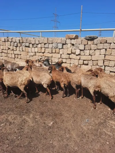 QOYUNLAR — Heyvanlar, Quşlar, Balıqlar, Bakı — şəkil 4