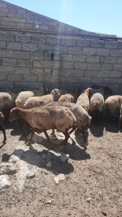 QOYUNLAR — Heyvanlar, Quşlar, Balıqlar, Bakı