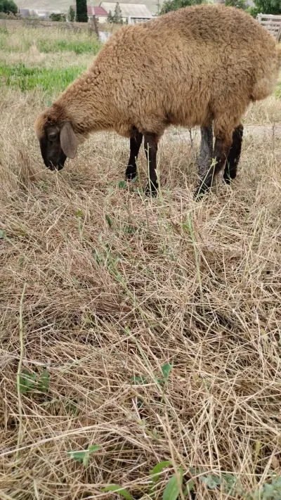 Qoyun — Heyvanlar, Quşlar, Balıqlar, Sumqayıt