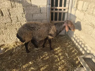 Qoç — Heyvanlar, Quşlar, Balıqlar, Bakı — şəkil 2