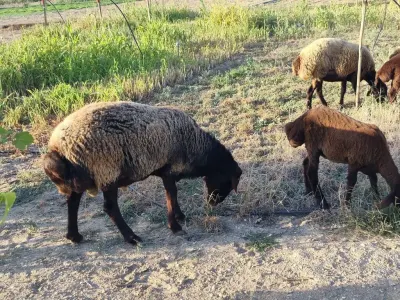 Qoç — Heyvanlar, Quşlar, Balıqlar, Bakı — şəkil 3