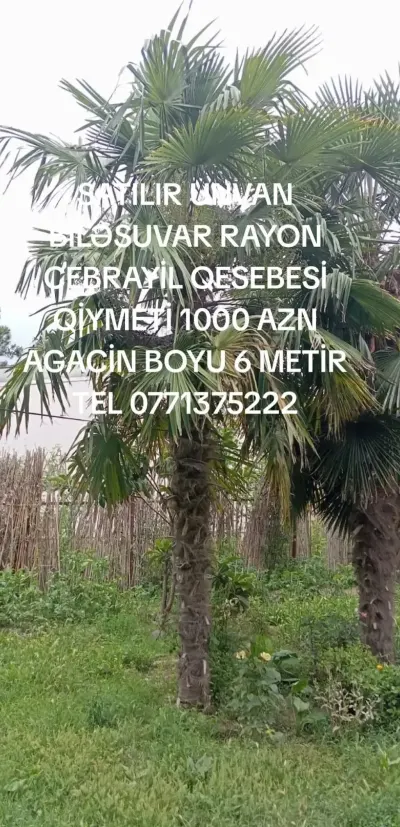 Xurma — Meyvə və Giləmeyvə, Biləsuvar