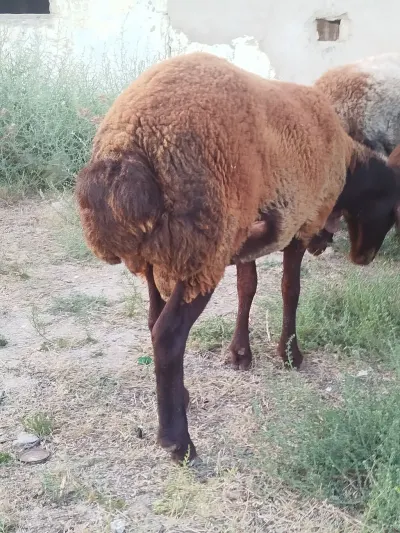 QOYUNLAR — Heyvanlar, Quşlar, Balıqlar, Bakı — şəkil 2
