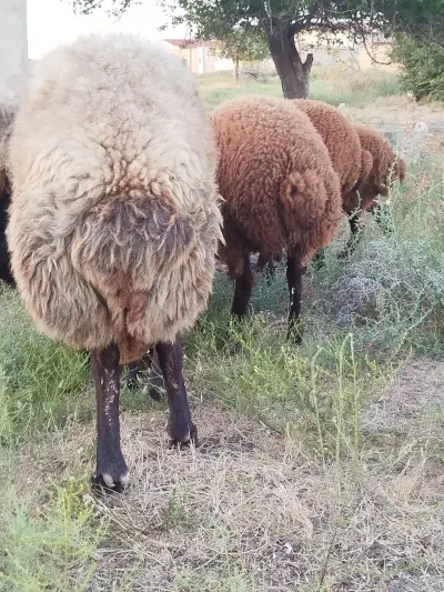 QOYUNLAR — Heyvanlar, Quşlar, Balıqlar, Bakı — şəkil 3