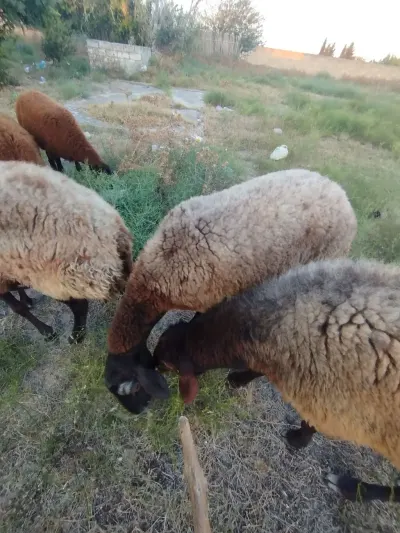 QOYUNLAR — Heyvanlar, Quşlar, Balıqlar, Bakı