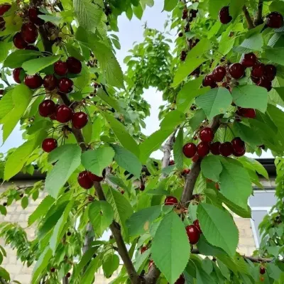 MEYVƏ BAĞI — Kənd Təsərrüfatı Əmlakı, Qusar — şəkil 4