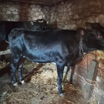 İNƏK — Heyvanlar, Quşlar, Balıqlar, İsmayıllı