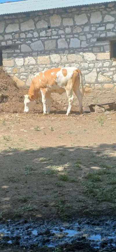 Dana — Heyvanlar, Quşlar, Balıqlar, Şəmkir
