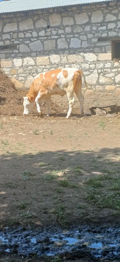 Dana — Heyvanlar, Quşlar, Balıqlar, Şəmkir — şəkil 2