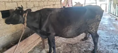 BALALI İNƏK — Heyvanlar, Quşlar, Balıqlar, Astara
