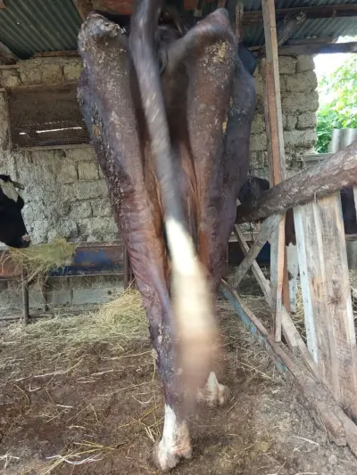 İNƏK — Heyvanlar, Quşlar, Balıqlar, Xaçmaz — şəkil 3