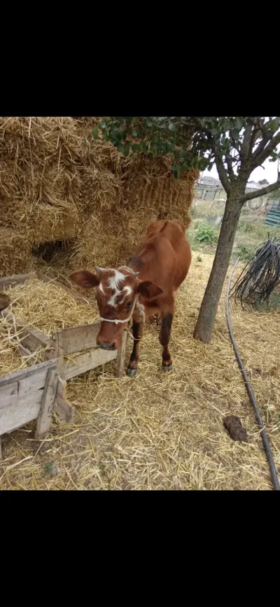 buzovlar — Heyvanlar, Quşlar, Balıqlar, Cəlilabad — şəkil 3