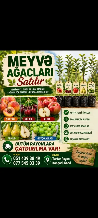 Tinglər — Dənlilər, Otlar Yemlər,  Bitkilər, Bakı