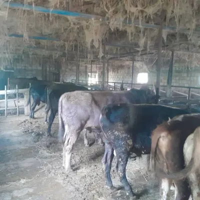 Danalar — Heyvanlar, Quşlar, Balıqlar, İmişli