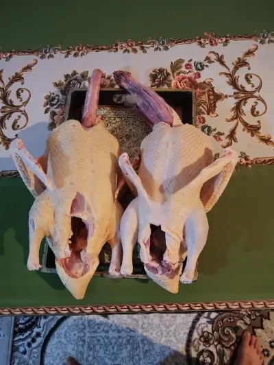 ÖRDƏK — Heyvanlar, Quşlar, Balıqlar, Lənkəran — şəkil 4