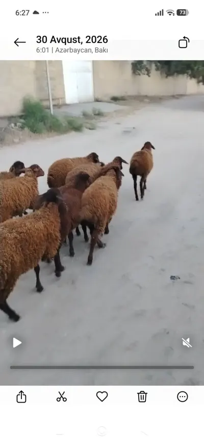 QUZULAR — Heyvanlar, Quşlar, Balıqlar, Bakı — şəkil 2