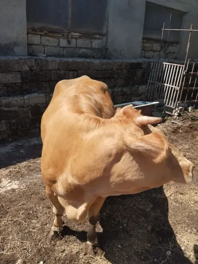 DANA — Heyvanlar, Quşlar, Balıqlar, Bakı