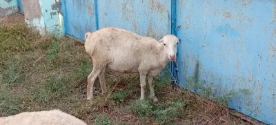 Toğlu — Heyvanlar, Quşlar, Balıqlar, Beyləqan — şəkil 2