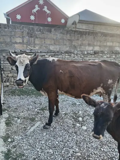 BALALI İNƏK — Heyvanlar, Quşlar, Balıqlar, Bakı