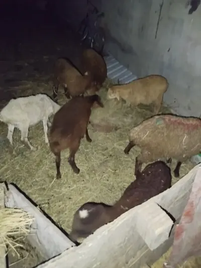 QUZULAR — Heyvanlar, Quşlar, Balıqlar, Bakı