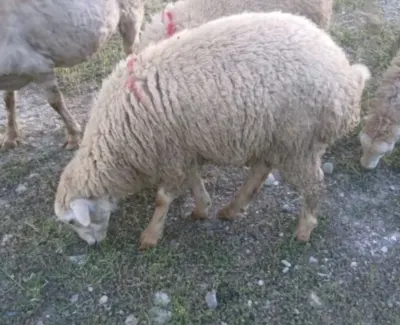 Quzu — Heyvanlar, Quşlar, Balıqlar, Göyçay
