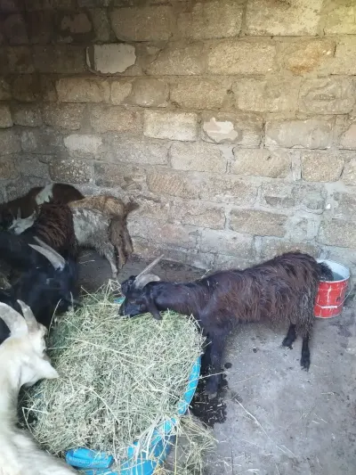 Çəpiş — Heyvanlar, Quşlar, Balıqlar, Bakı — şəkil 4