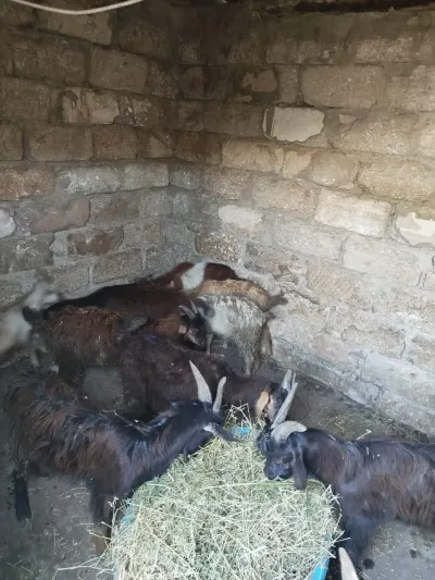 Çəpiş — Heyvanlar, Quşlar, Balıqlar, Bakı — şəkil 2