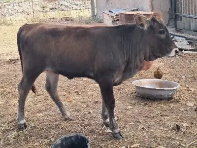 Danalar — Heyvanlar, Quşlar, Balıqlar, Kürdəmir