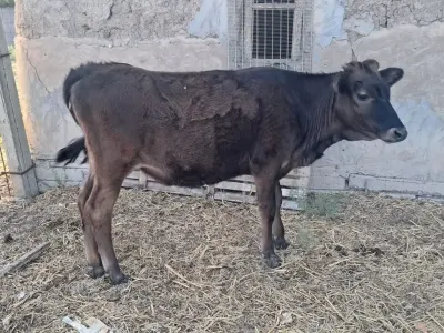 Danalar — Heyvanlar, Quşlar, Balıqlar, Kürdəmir — şəkil 2
