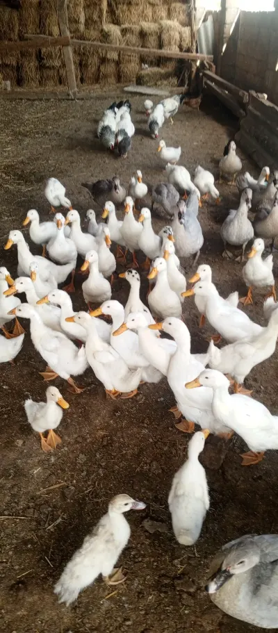 ÖRDƏK — Heyvanlar, Quşlar, Balıqlar, Sabirabad