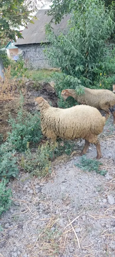 QUZULAR — Heyvanlar, Quşlar, Balıqlar, Ucar