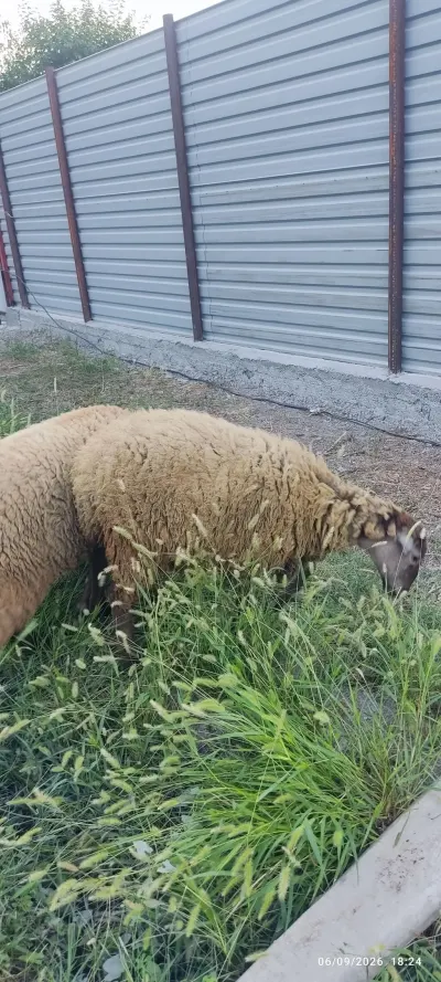 QUZULAR — Heyvanlar, Quşlar, Balıqlar, Ucar — şəkil 2