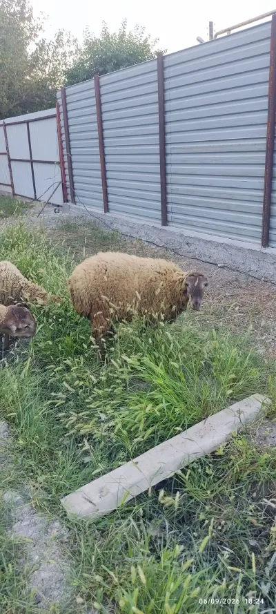 QUZULAR — Heyvanlar, Quşlar, Balıqlar, Ucar — şəkil 3