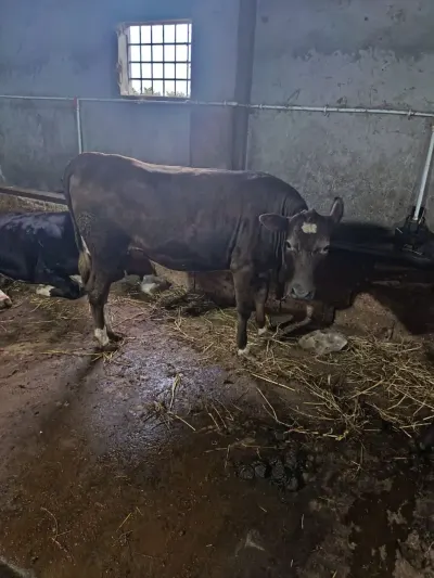 İnəklər — Heyvanlar, Quşlar, Balıqlar, Xaçmaz — şəkil 3