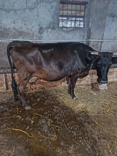 İnəklər — Heyvanlar, Quşlar, Balıqlar, Xaçmaz — şəkil 5