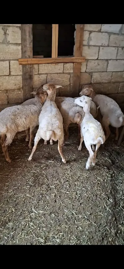 QOYUNLAR — Heyvanlar, Quşlar, Balıqlar, Ağsu